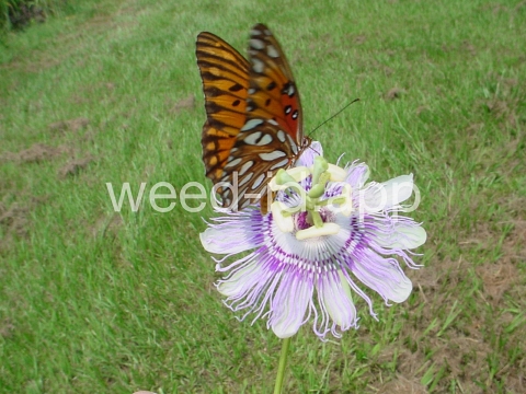 passionflower, maypop